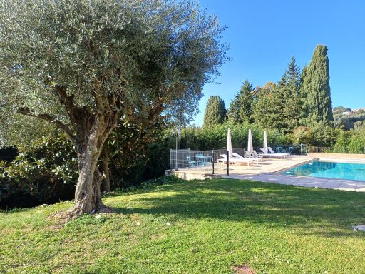 Jardin avec un olivier et une piscine entourée de chaises longues sous un ciel bleu.